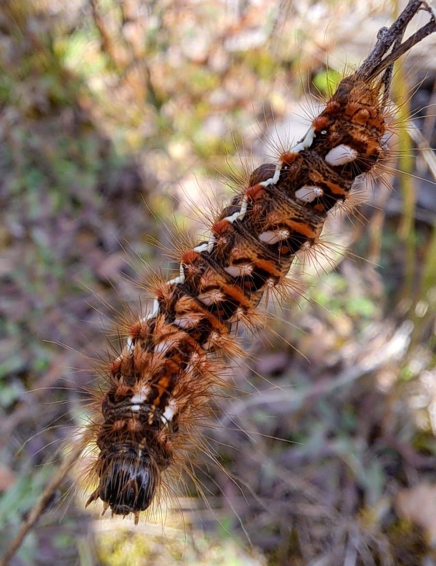 Raupe eines Ampferrindeneule-Schmetterlings