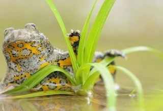 Nachaufnahme einer Unke im Wasser